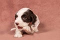 A cute puppy on a pink blanket inside. Cocker Spaniel eats a bone Royalty Free Stock Photo