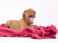 Cute puppy on pink blanket, yawning Royalty Free Stock Photo