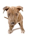 Cute puppy pit bull Royalty Free Stock Photo