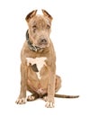 Cute puppy pit bull Royalty Free Stock Photo