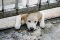 A cute puppy is playing, Face's through under the fence Royalty Free Stock Photo