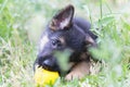 Cute puppy playing in the grass and looking at camera Royalty Free Stock Photo