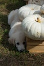 Cute Puppy Playing Hide and Seek Under White Pumpkins