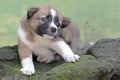 A cute puppy is playing on a rock covered with moss.