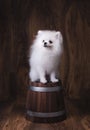 Cute puppy Pomeranian dog sitting on a wooden bucket Royalty Free Stock Photo