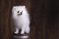 Cute puppy Pomeranian dog sitting on a wooden bucket Royalty Free Stock Photo