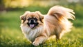 Cute puppy Pomeranian Mixed breed Pekingese dog run on the grass with happiness