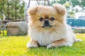 Cute puppy Pomeranian Mixed breed Pekingese dog sitting on the grass with happiness Royalty Free Stock Photo