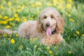 Cute puppy portrait, a dog lies on a flowering meadow with dandelions in spring Royalty Free Stock Photo