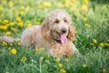 Cute puppy portrait, a dog lies on a flowering meadow with dandelions in spring Royalty Free Stock Photo