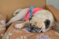 Cute puppy pug dog resting on pillow in sofa Royalty Free Stock Photo