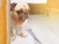 Cute puppy pug dog sitting and looking throughs door for waiting