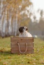 A cute puppy pug sitting in a wooden crate