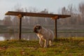 A cute puppy pug walking on grass, under a bench near a pond and is looking forward