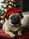 Cute puppy pug wearing Santa Claus red hat sits on the sofa Royalty Free Stock Photo