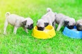 Puppy Pugs eating goat milk Royalty Free Stock Photo