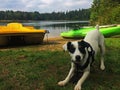 Cute Puppy Ready to Play at the Lake - Dog Body Language Royalty Free Stock Photo