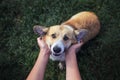 Portrait of cute puppy red Corgi dog with big funny ears devotedly looks up at the owner scratching him behind the ears with his h Royalty Free Stock Photo