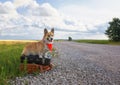 Portrait of a cute puppy of a red Corgi dog sitting on two old suitcases on the road waiting for transport while traveling on Royalty Free Stock Photo