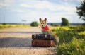 Cute puppy red dog Corgi sits on two old suitcases on a rural road waiting for transport while traveling on a summer day Royalty Free Stock Photo
