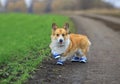 puppy red dog Corgi stands on the road in the Park in sports denim sneakers during a morning jog funny sticking out his