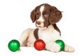 Cute puppy with red and green Christmas ornaments Royalty Free Stock Photo