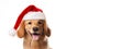 Cute Puppy in red Santa hat isolated on white background with space for text. Golden retriever dog in Santa& x27;s hat Royalty Free Stock Photo