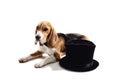 Cute puppy is resting near formal hat