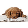 A cute puppy resting on a newspaper