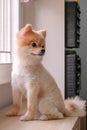 cute puppy in room, close up Pomeranian ,In selective focus of funny Adorable puppy dog sitting on wooden table Royalty Free Stock Photo