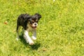 A cute puppy running