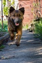 Cute puppy running in garden. Small dog playing outdoor. Friendship and protection concept. Animal portrait.