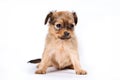 Cute puppy of russian toy terrier Royalty Free Stock Photo