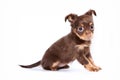 Cute puppy of russian toy terrier Royalty Free Stock Photo