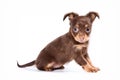 Cute puppy of russian toy terrier Royalty Free Stock Photo