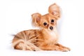 Cute puppy of russian toy terrier Royalty Free Stock Photo