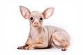 Cute puppy of russian toy terrier Royalty Free Stock Photo