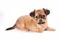 Cute puppy of russian toy terrier Royalty Free Stock Photo