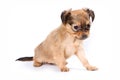 Cute puppy of russian toy terrier Royalty Free Stock Photo
