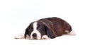 Cute puppy sadness Royalty Free Stock Photo