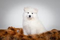 Portrait of cute puppy of Samoyed dog sitting in fur coat Royalty Free Stock Photo