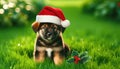 Puppy Wearing Santa Hat on Grass
