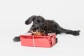 Cute puppy of Schnauzer Dog and red Christmas gift