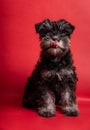 Cute puppy Schnauzer with his tongue out on a red background