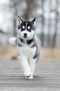 Cute puppy Siberian husky black and white