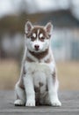 Cute puppy Siberian husky