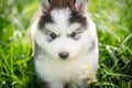 Cute puppy siberian husky