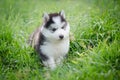 Cute puppy siberian husky