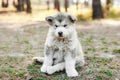 Cute puppy sits on the butt and looks into the camera. A shaggy white-gray puppy in the woods in nature. A close-up. Veterinary. A Royalty Free Stock Photo