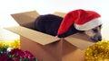 Cute puppy sits in gift box with Christmas and New Year decorations. Royalty Free Stock Photo